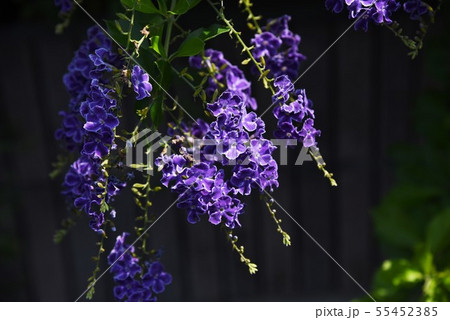 デュランタ・レペンス（ハリマツリ）の花 55452385