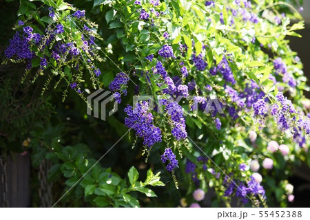 デュランタ・レペンス(ハリマツリ)の花 デュランタ・レペンス(ハリマツリ)の花 55452388