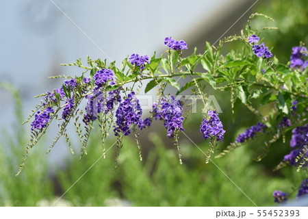 デュランタ・レペンス（ハリマツリ）の花 55452393