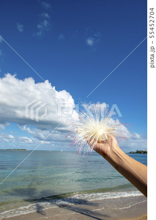 ニューカレドニアの花、アリストラムを持つ女性の手、ヌーメア ニューカレドニアの花、アリストラムを持つ女性の手、ヌーメア 55452704