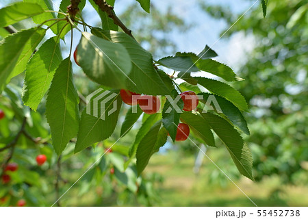 山形 さくらんぼ 山形 さくらんぼ 55452738