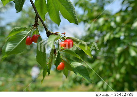 山形 さくらんぼ 山形 さくらんぼ 55452739