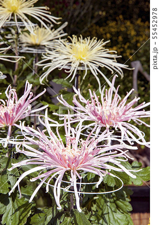 菊花展の菊 55452978