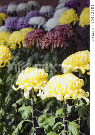 菊花展の菊 55452981