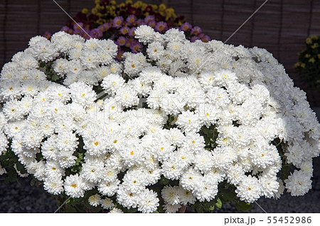 菊花展の菊 55452986