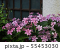 紫陽花 55453030