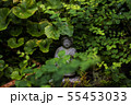 茂みの中に 55453033