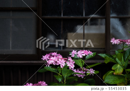 紫陽花 55453035
