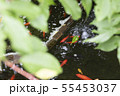 隙間から鯉 55453037