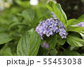 紫陽花 55453038