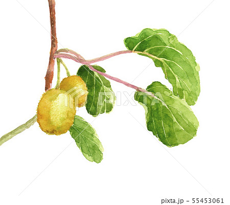キウイ枝付き 水彩 55453061
