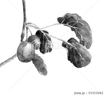 キウイ枝付き 水彩 モノトーン 55453062