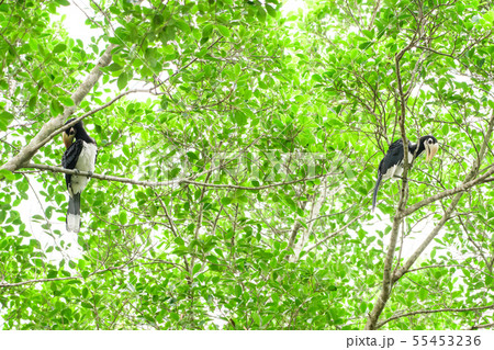 In a complete forest Some days we will find a In a complete forest Some days we will find a 55453236