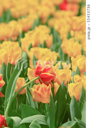 a Colorful Tulip Field with hk flower show a Colorful Tulip Field with hk flower show 55453736