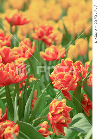 a Colorful Tulip Field with hk flower show a Colorful Tulip Field with hk flower show 55453737