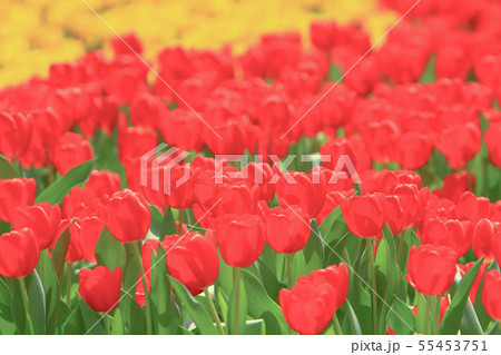 a Colorful Tulip Field with hk flower show 55453751
