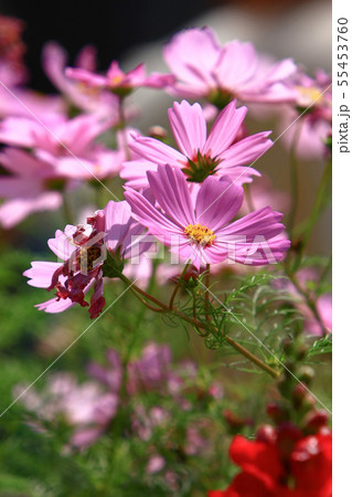 the Cosmos flower on a green back ground closeup the Cosmos flower on a green back ground closeup 55453760