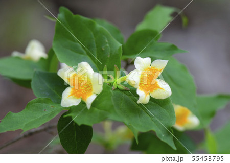 野生の花 花 木 55453795