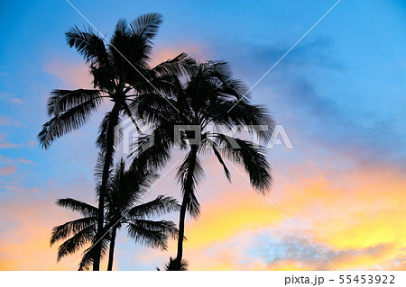 ヤシの木 - Palmtree ヤシの木 - Palmtree 55453922