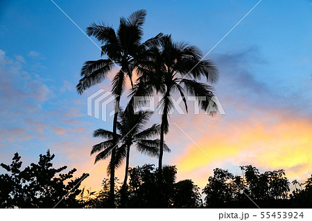ヤシの木 - Palmtree ヤシの木 - Palmtree 55453924