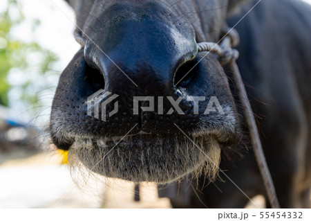 Buffalo mouth and nose eating grass on the farm Buffalo mouth and nose eating grass on the farm 55454332