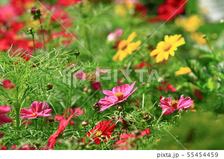 the Cosmos flower on a green back ground closeup 55454459