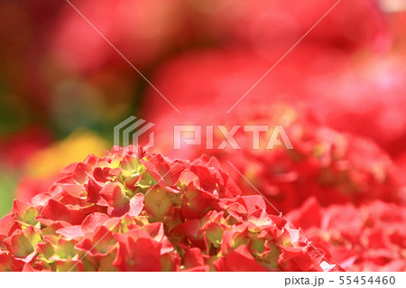 Red Blood lily , Red flower beautiful at nature 55454460