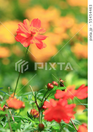 the Cosmos flower on a green back ground closeup 55454463
