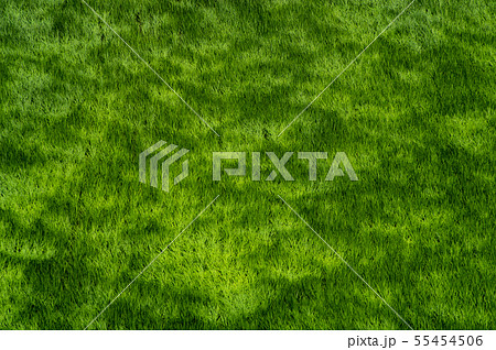 青田波 強風に波打つ青田　h 55454506