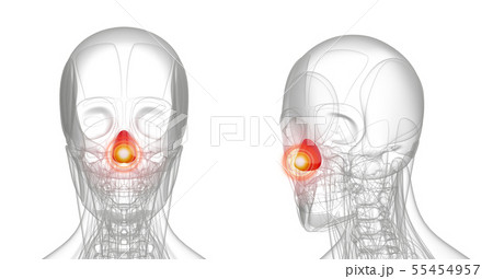 3d rendering medical illustration of pain dilator  55454957