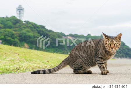 江ノ島と猫 55455405