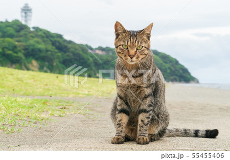 江ノ島と猫 江ノ島と猫 55455406