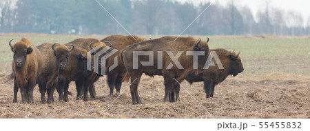 European Bison herd in snowless winter 55455832