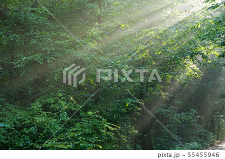Hornbeam branches in light of sunrise 55455946