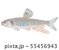オイカワ 55456943