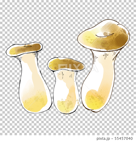 Watercolor-style illustrations of mushrooms and eryngii Watercolor-style illustrations of mushrooms and eryngii 55457040