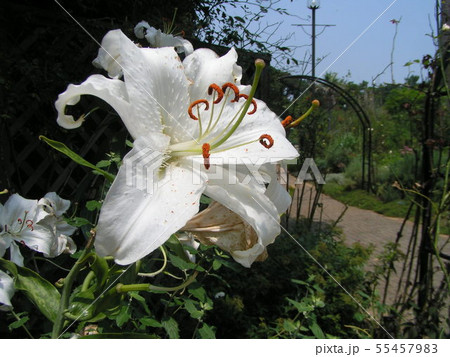 白い大きな花の百合はカサブランカの写真素材