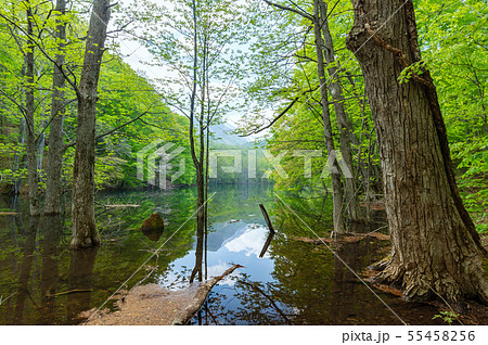 【青森県十和田市-長沼】長沼-蔦の沼巡りの小径 55458256