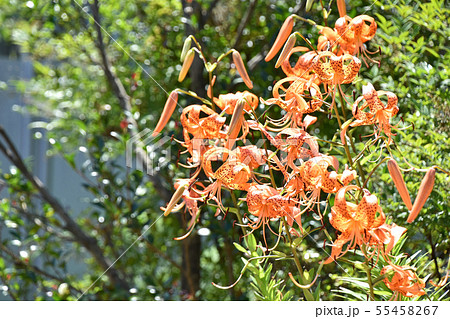 オニユリ（鬼百合） 55458267