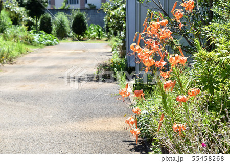 オニユリ（鬼百合） 55458268