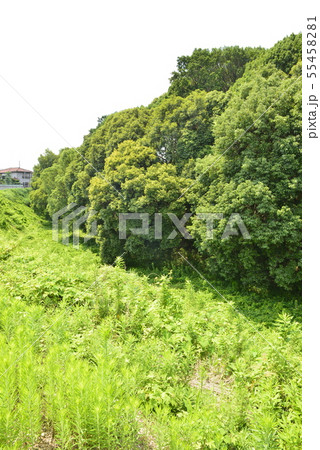 【大阪府　藤井寺市】世界遺産・古市古墳群（仲姫命陵古墳） 55458281