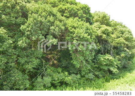 【大阪府　藤井寺市】世界遺産・古市古墳群（仲姫命陵古墳） 55458283