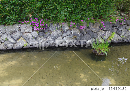 藍場川の水面 藍場川の水面 55459182