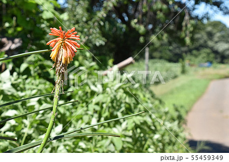 トリトマのある風景 トリトマのある風景 55459349