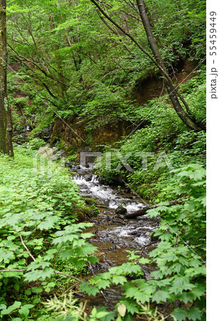 野辺山高原　千ヶ滝 55459449