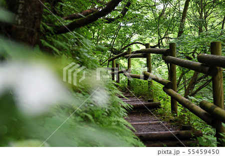 野辺山高原 千ヶ滝 野辺山高原 千ヶ滝 55459450