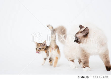 猫　ねこ　子猫　仔猫　neko CAT　動物　アニマル 55459486