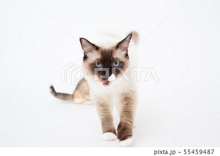 猫 ねこ 子猫 仔猫 neko CAT 動物 アニマル 猫 ねこ 子猫 仔猫 neko CAT 動物 アニマル 55459487