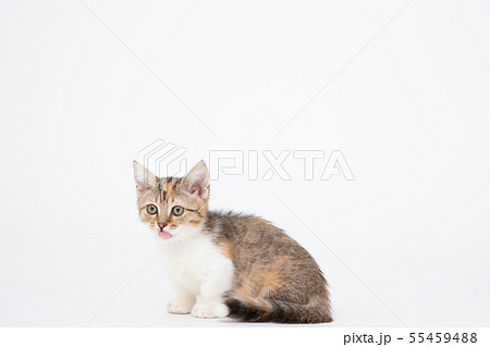 猫　ねこ　子猫　仔猫　neko CAT　動物　アニマル 55459488