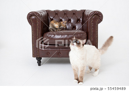 猫 ねこ 子猫 仔猫 neko CAT 動物 アニマル 猫 ねこ 子猫 仔猫 neko CAT 動物 アニマル 55459489